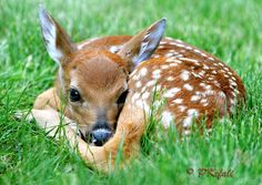 a baby deer laying in the grass with it's head resting on its paws