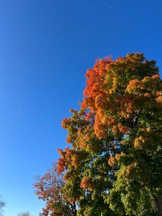 an orange and yellow tree in the middle of a park with blue sky behind it