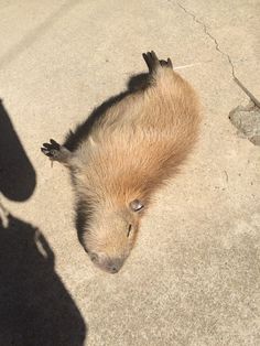 a baby capybara is laying on the ground next to someone's shadow