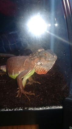 a lizard sitting on top of dirt in front of a mirror