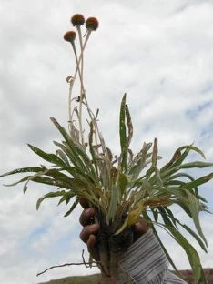 a person holding up a potted plant on top of a dirt hill with clouds in the background