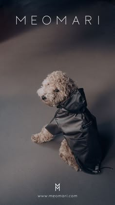 a small dog wearing a black leather jacket