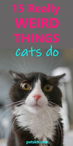 a black and white cat with the words 15 really weird things cats do