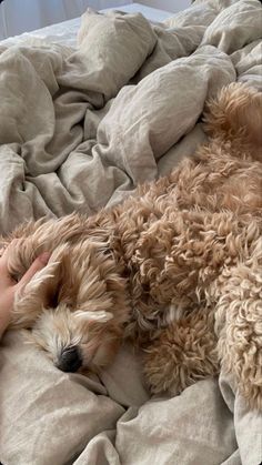 a dog laying on top of a bed next to someone's hand and foot