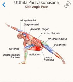 the muscles are labeled in this diagram