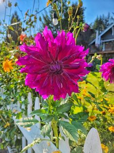 a large purple flower sitting on top of a lush green field next to a white picket fence