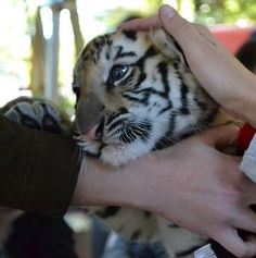 a small tiger being petted by people