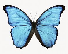 a large blue butterfly flying through the air