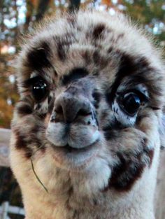 an alpaca is looking at the camera