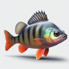 an image of a fish on a white background