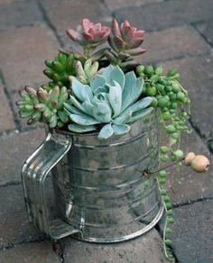 a metal watering can with succulents in it on the ground next to a brick walkway