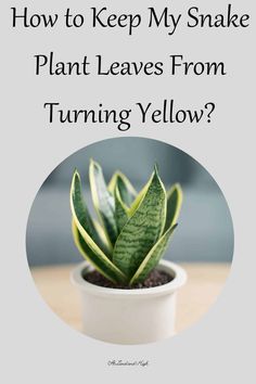 a potted plant with the words how to keep my snake plant leaves from turning yellow?