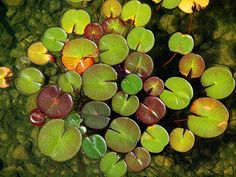 an overhead view of water lilies and leaves on the ground in a pond with green algae