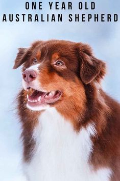 a brown and white dog is looking up at the sky with an australian shepherd's name written on it