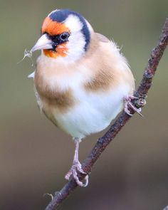 a small bird sitting on top of a tree branch next to another bird with orange and blue feathers