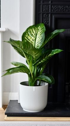 a potted plant sitting on top of a black table next to a fire place