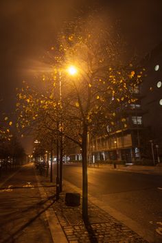 an empty street at night with the light on and tree in the foreground lit up