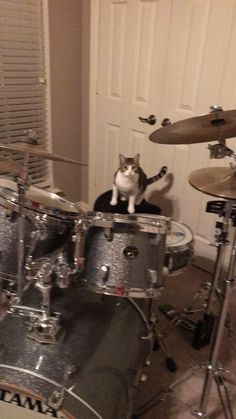 a cat sitting on top of a drum set