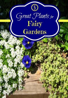 blue and white flowers with the words great plants for fairy gardens on it in front of them