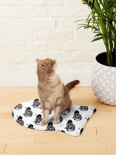 a cat sitting on top of a red rug next to a potted palm tree