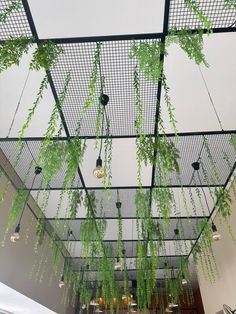 some plants hanging from the ceiling in a building