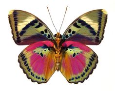 a colorful butterfly with black spots on its wings