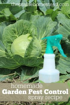 a garden pest control spray bottle sitting in the middle of some cabbage plants with text overlay reading homemade garden pest control spray recipe