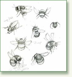 several different types of bees on a white background