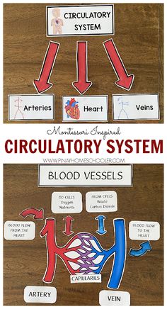 the circulator system is labeled in red, white and blue with labels on it