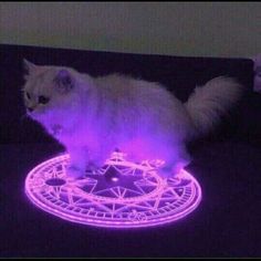 a white cat standing on top of a lit up table with purple light around it