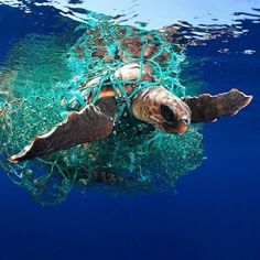 a sea turtle is covered with plastic fishing nets in the blue water, as it swims by