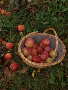 a basket full of apples sitting in the grass