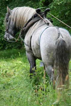 the horse is tied up and ready to be used as a harness for its rider