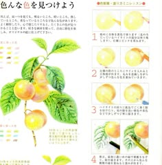 the instructions for how to paint peaches in watercolor and ink on rice paper