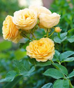 three yellow roses are blooming in the garden