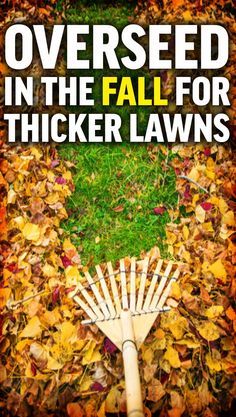 a rake laying on top of leaves with the words overseed in the fall for thicker lawns