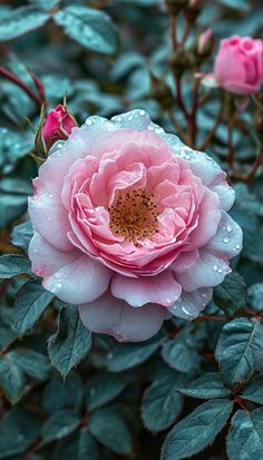 a pink flower with water droplets on it