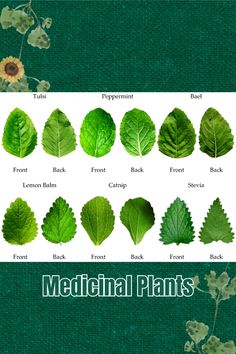 the different types of leaf shapes and their names are shown in this poster, which shows them