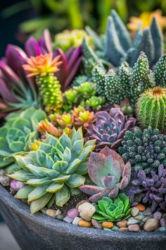 there are many different kinds of succulents in the pot