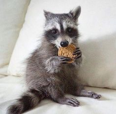 a raccoon sitting on a couch eating a cookie