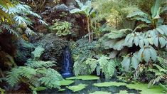 a pond surrounded by lush green plants and trees