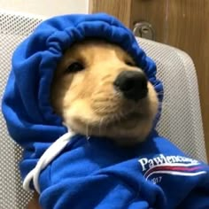 a dog wearing a blue hoodie sitting on top of a chair with it's head sticking out