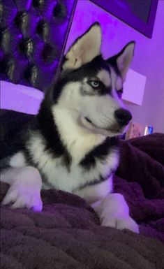 a husky dog laying on top of a bed next to a purple light in a bedroom