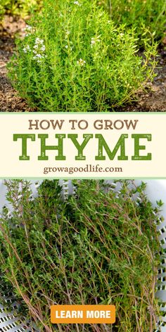 how to grow thyme in the garden with text overlay that reads, how to grow thyme