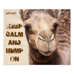 a camel with the words keep calm and hump on