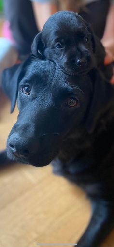 a black dog is sitting on the floor and looking up at someone's hand