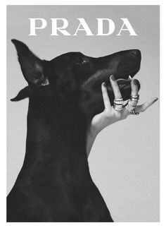 a black and white photo of a woman holding a dog's hand with the word prada on it