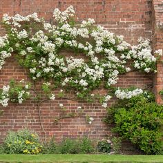 white flowers growing on the side of a brick wall