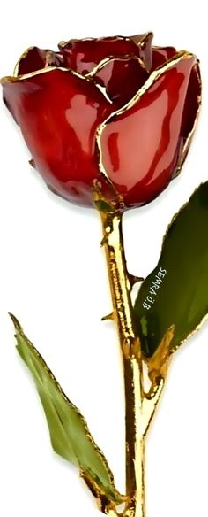 a red rose with green leaves on a white background