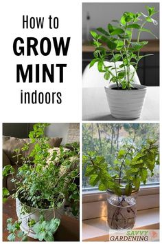 four different pictures with plants in them and the words how to grow mint indoors